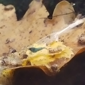 Publication de Olivier1977