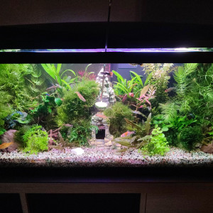 Publication de JoeMisskipik