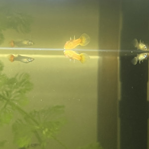 Publication de LaRenardouce