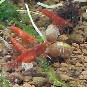 Publication de PORTELLI