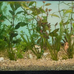 Recherche don de crevettes