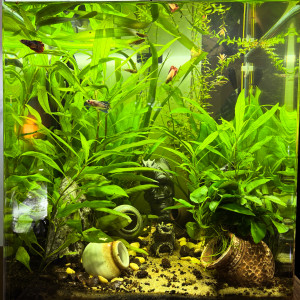 Publication de MamZ-L94