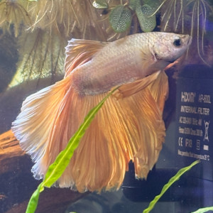 Publication de MamZ-L94