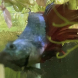 Publication de Tayrox