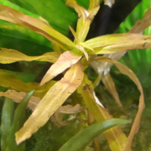 Publication de Anubiadamidum