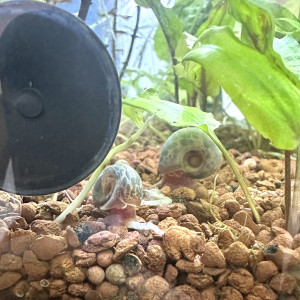 Planorbes léopard bleu