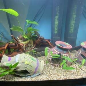 Publication de Leonard070612