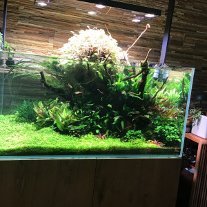 Publication de MARGINATUS