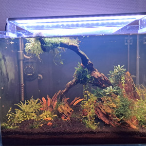 Publication de CHAQUA