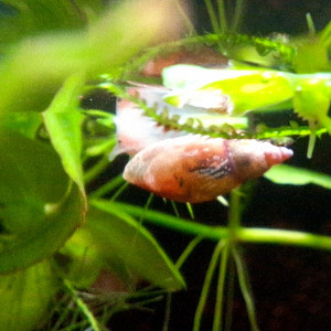 Publication de ArtemusKlegg