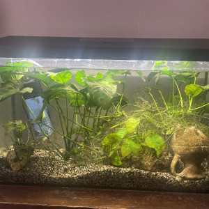 Publication de Karaba333