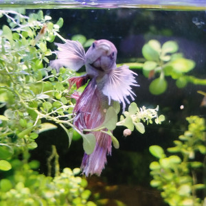 Publication de bryce