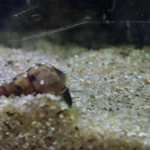 Escargots melanoides