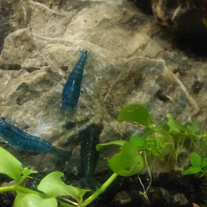 Crevette bleu