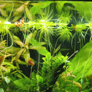 Publication de Cam89