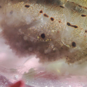 Publication de PtiteNoli