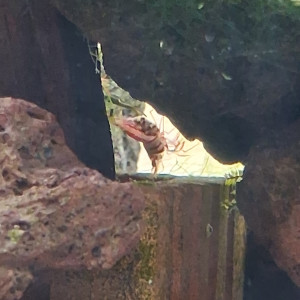 Publication de PORTELLI