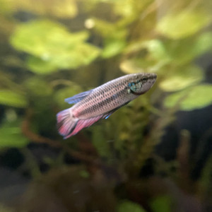 Publication de Scylla_59