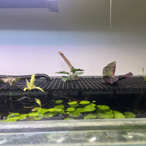 Publication de Scylla_59