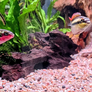 Publication de Yannick66