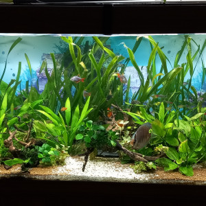 Publication de mikey