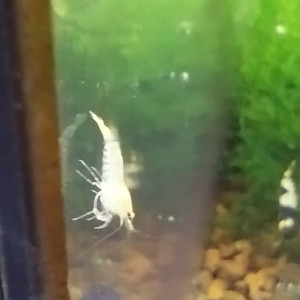 Publication de Olivier1977