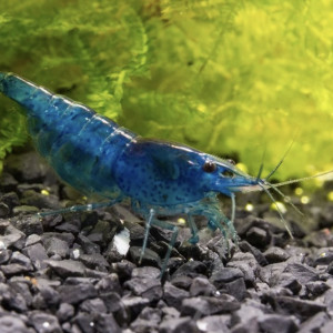 Crevettes bleu