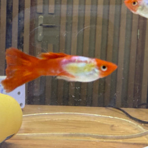 Guppy koi kohaku red