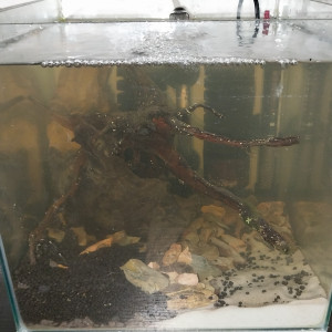 Publication de Yoshi971