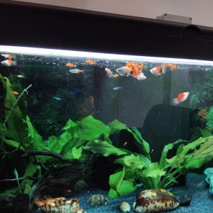 Don de platy alvin et petit