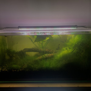 Aquarium 54 Litres Low Tech Planté