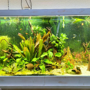 Publication de Aleau