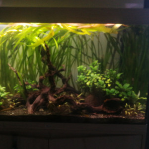 Publication de Dodo61