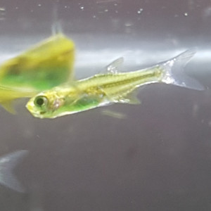 Publication de LiquidPaper2008