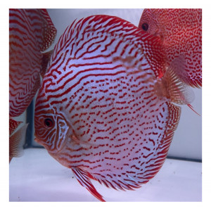 Discus