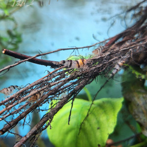 Publication de ArtemusKlegg