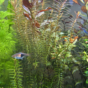 Rotala