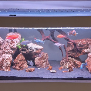 Publication de GG66600