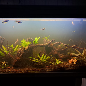 Publication de CHAQUA