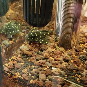 Publication de STK54