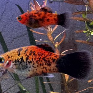 Alevins et jeunes platy