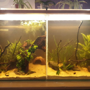 Aquarium biotope amazonien
