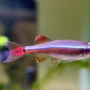 Publication de Scylla_59