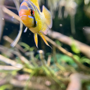 Publication de Scylla_59