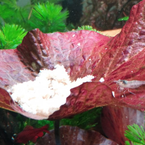 Publication de Olivier1977