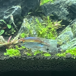 Don je cherche une nouvelle famille pour mon Tétras du Congo