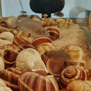 Néolamprologus multifasciatus