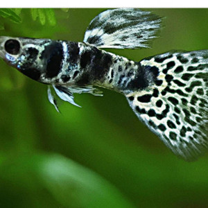 Publication de Chuck35