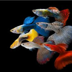 Guppy / Guppy endler