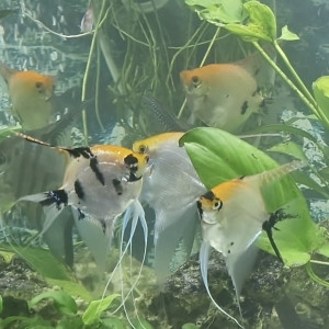 Donne scalaires env. 10cm de haut